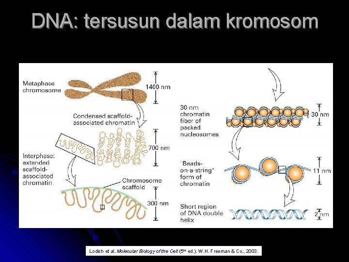 DNA: tersusun dalam kromosom l Each chromosome is essentially a package for a very