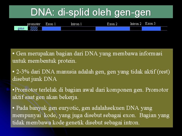 DNA: di-splid oleh gen-gen promoter Exon 1 Intron 1 Exon 2 Intron 2 Exon