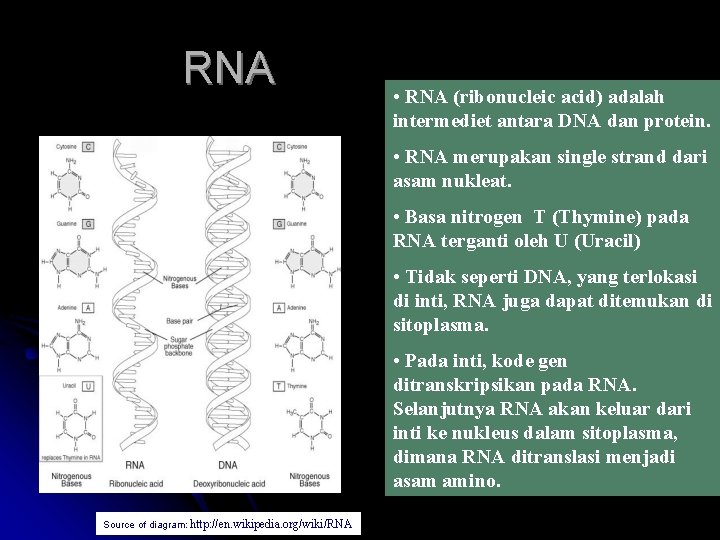 RNA • RNA (ribonucleic acid) adalah intermediet antara DNA dan protein. • RNA merupakan