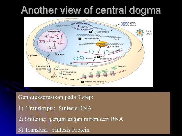 Another view of central dogma Gen diekspresikan pada 3 step: 1) Transkripsi: Sintesis RNA