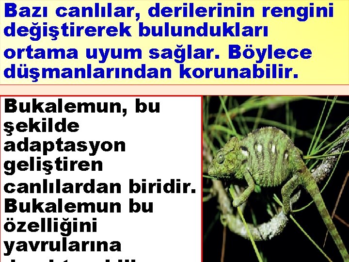 Bazı canlılar, derilerinin rengini değiştirerek bulundukları ortama uyum sağlar. Böylece düşmanlarından korunabilir. Bukalemun, bu