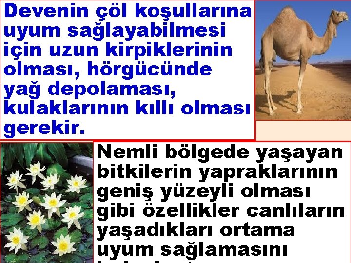 Devenin çöl koşullarına uyum sağlayabilmesi için uzun kirpiklerinin olması, hörgücünde yağ depolaması, kulaklarının kıllı