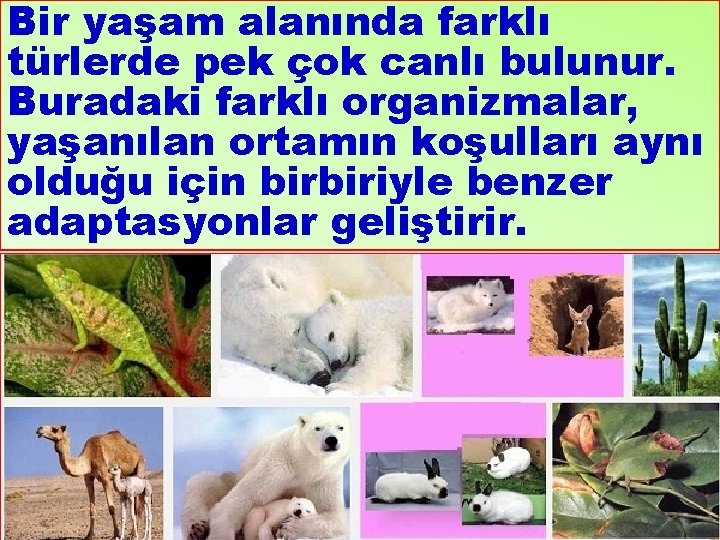 Bir yaşam alanında farklı türlerde pek çok canlı bulunur. Buradaki farklı organizmalar, yaşanılan ortamın