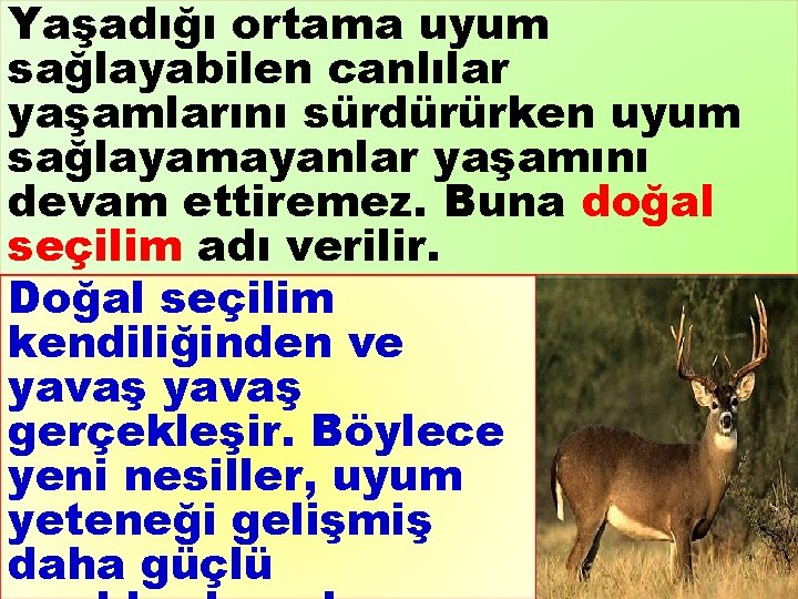 Yaşadığı ortama uyum sağlayabilen canlılar yaşamlarını sürdürürken uyum sağlayamayanlar yaşamını devam ettiremez. Buna doğal