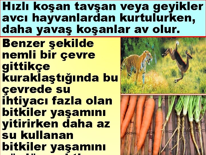 Hızlı koşan tavşan veya geyikler avcı hayvanlardan kurtulurken, daha yavaş koşanlar av olur. Benzer