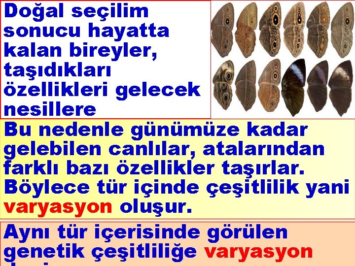 Doğal seçilim sonucu hayatta kalan bireyler, taşıdıkları özellikleri gelecek nesillere aktarmışlardır. Bu nedenle günümüze