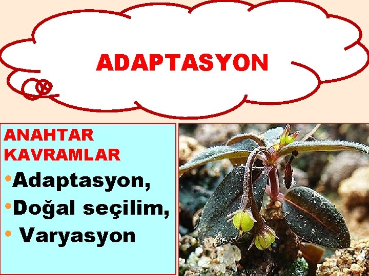 ADAPTASYON ANAHTAR KAVRAMLAR • Adaptasyon, • Doğal seçilim, • Varyasyon 3 