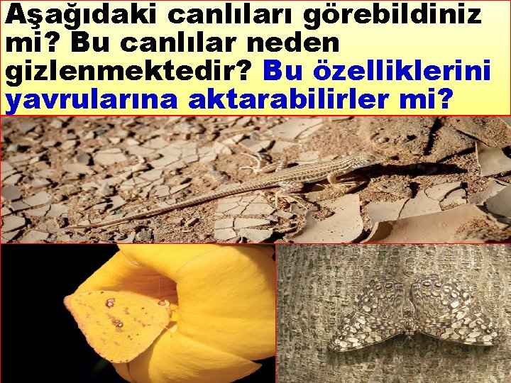 Aşağıdaki canlıları görebildiniz mi? Bu canlılar neden gizlenmektedir? Bu özelliklerini yavrularına aktarabilirler mi? 4