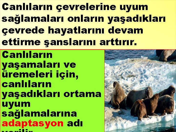 Canlıların çevrelerine uyum sağlamaları onların yaşadıkları çevrede hayatlarını devam ettirme şanslarını arttırır. Canlıların yaşamaları