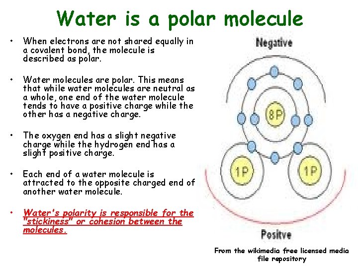 Water is a polar molecule • When electrons are not shared equally in a