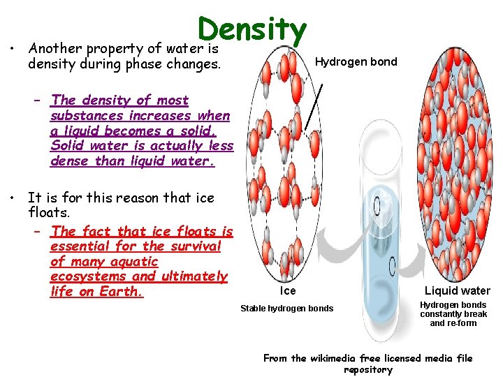  • Density Another property of water is density during phase changes. Hydrogen bond