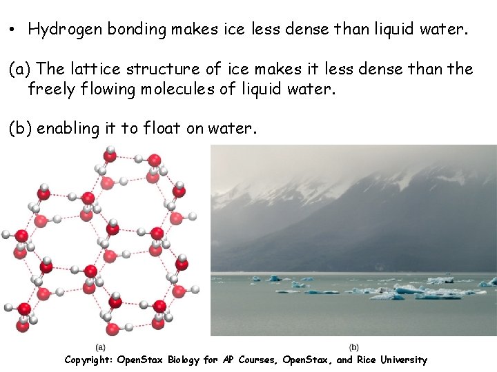  • Hydrogen bonding makes ice less dense than liquid water. (a) The lattice