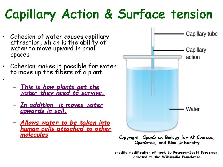 Capillary Action & Surface tension • Cohesion of water causes capillary attraction, which is