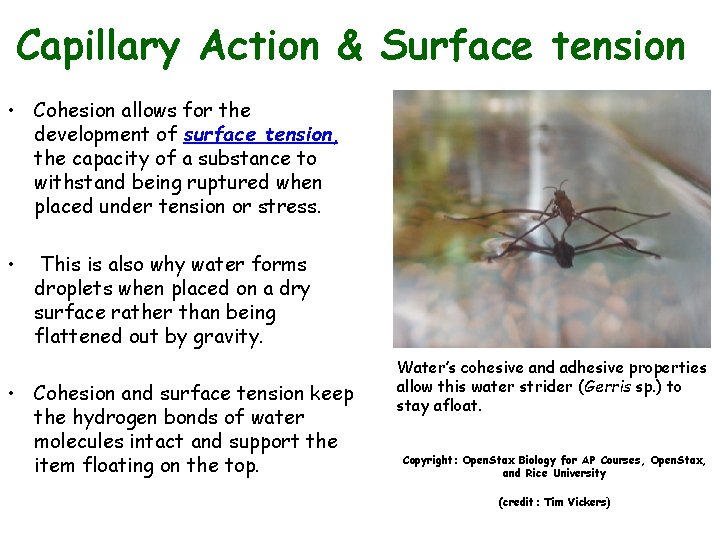 Capillary Action & Surface tension • Cohesion allows for the development of surface tension,