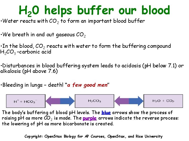 H 20 helps buffer our blood • Water reacts with CO 2 to form