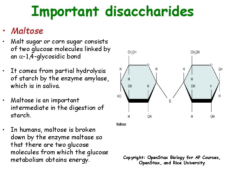 Important disaccharides • Maltose • Malt sugar or corn sugar consists of two glucose