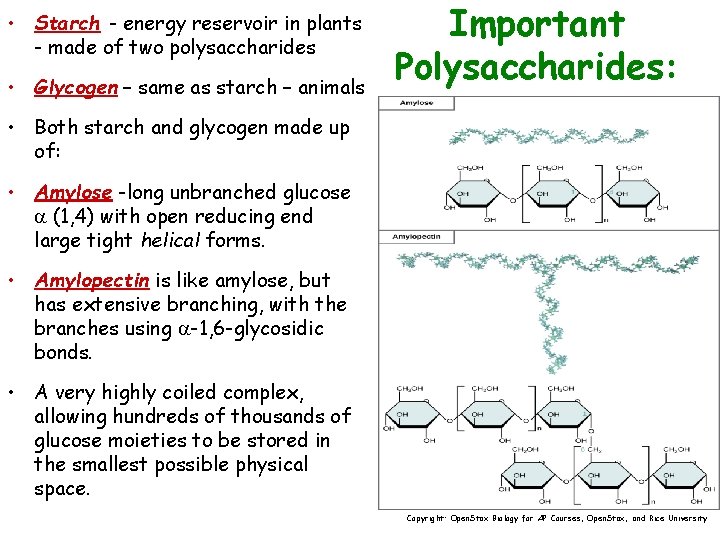  • Starch - energy reservoir in plants - made of two polysaccharides •