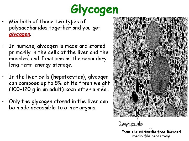 Glycogen • Mix both of these two types of polysaccharides together and you get