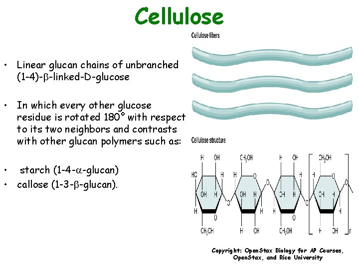 Cellulose • Linear glucan chains of unbranched (1 -4)-b-linked-D-glucose • In which every other