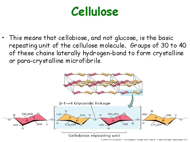 Cellulose • This means that cellobiose, and not glucose, is the basic repeating unit