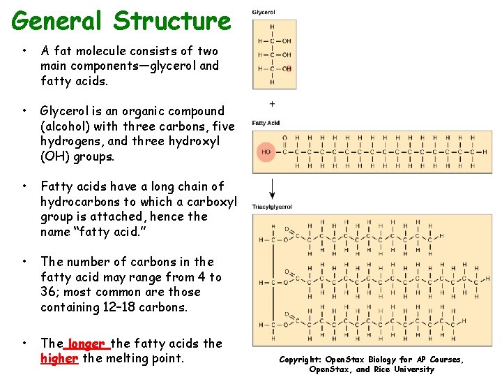 General Structure • A fat molecule consists of two main components—glycerol and fatty acids.