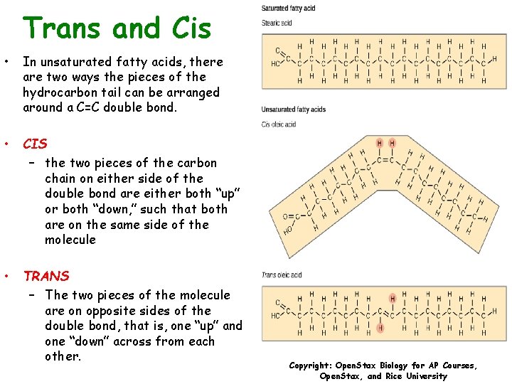 Trans and Cis • In unsaturated fatty acids, there are two ways the pieces