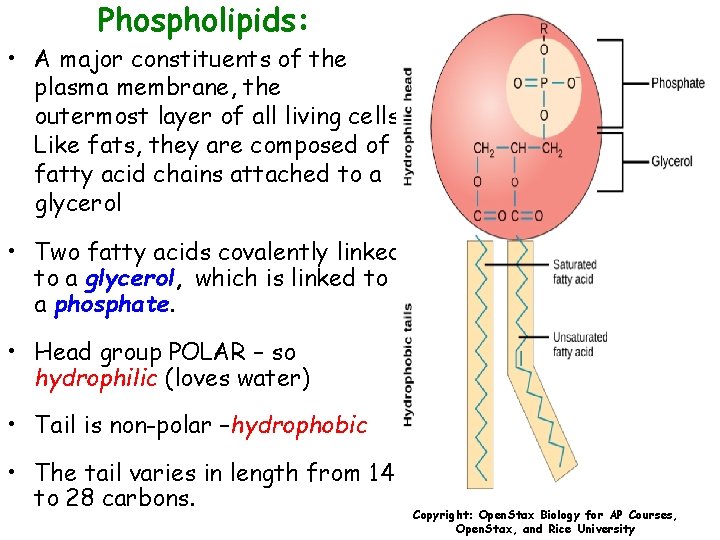 Phospholipids: • A major constituents of the plasma membrane, the outermost layer of all