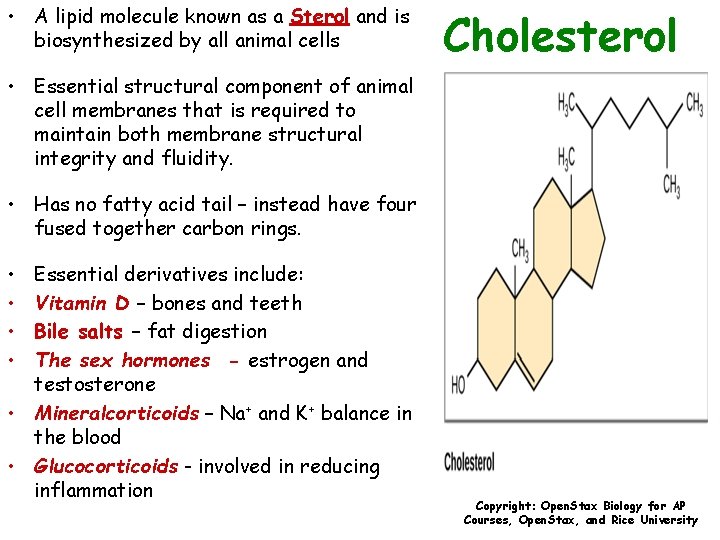  • A lipid molecule known as a Sterol and is biosynthesized by all