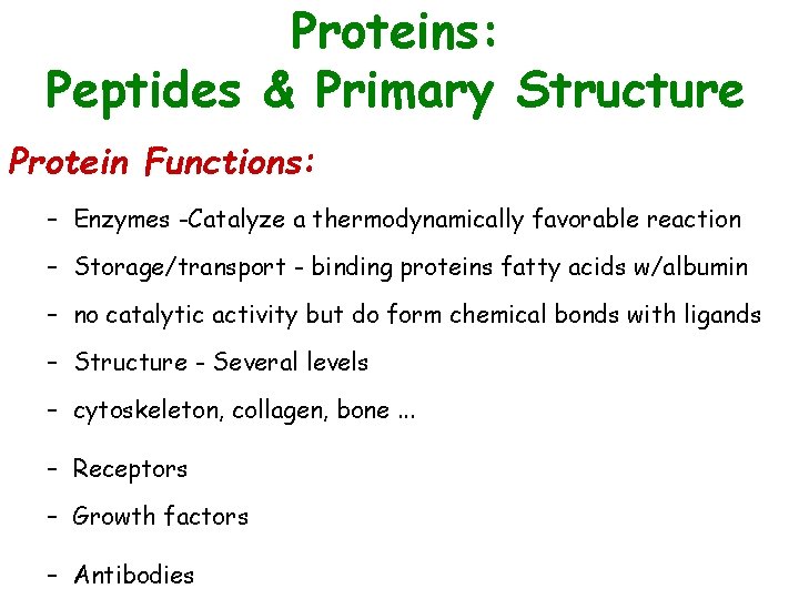 Proteins: Peptides & Primary Structure Protein Functions: – Enzymes -Catalyze a thermodynamically favorable reaction