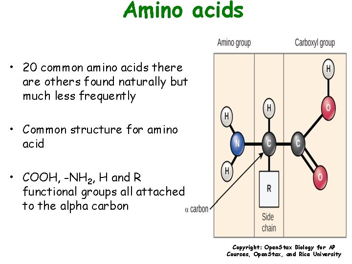 Amino acids • 20 common amino acids there are others found naturally but much