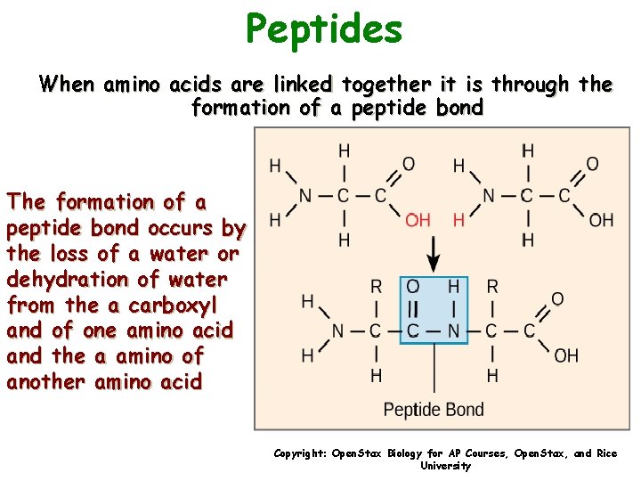 Peptides When amino acids are linked together it is through the formation of a