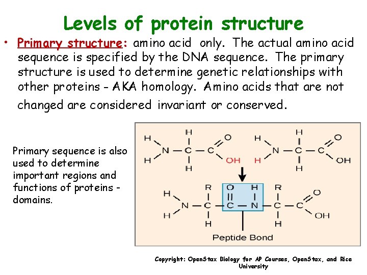 Levels of protein structure • Primary structure: amino acid only. The actual amino acid