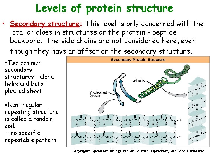 Levels of protein structure • Secondary structure: This level is only concerned with the