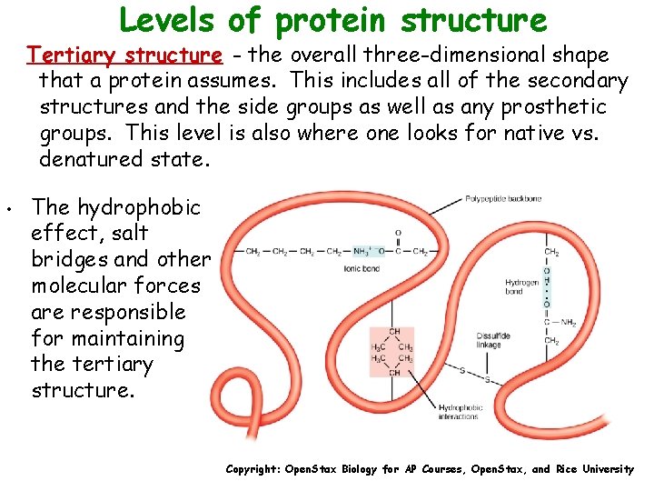 Levels of protein structure Tertiary structure - the overall three-dimensional shape that a protein