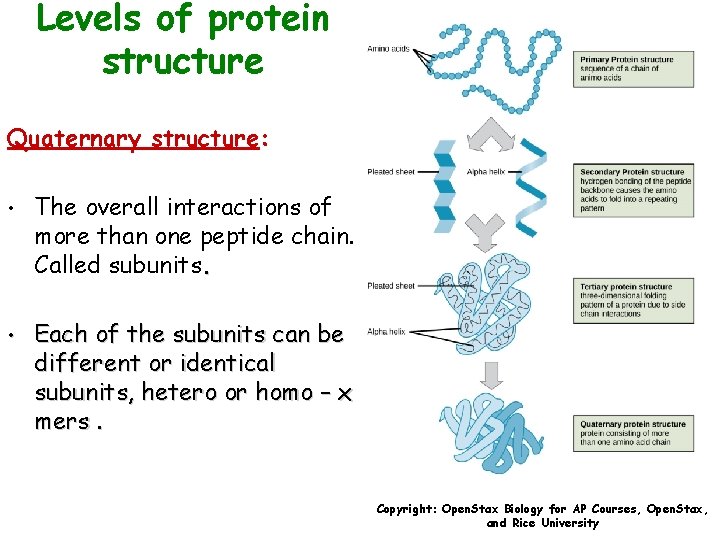 Levels of protein structure Quaternary structure: • The overall interactions of more than one