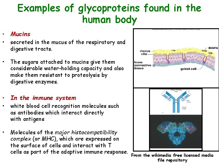 Examples of glycoproteins found in the human body • Mucins • secreted in the