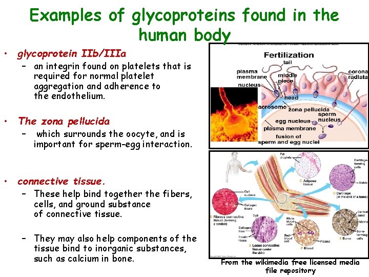 Examples of glycoproteins found in the human body • glycoprotein IIb/IIIa – an integrin