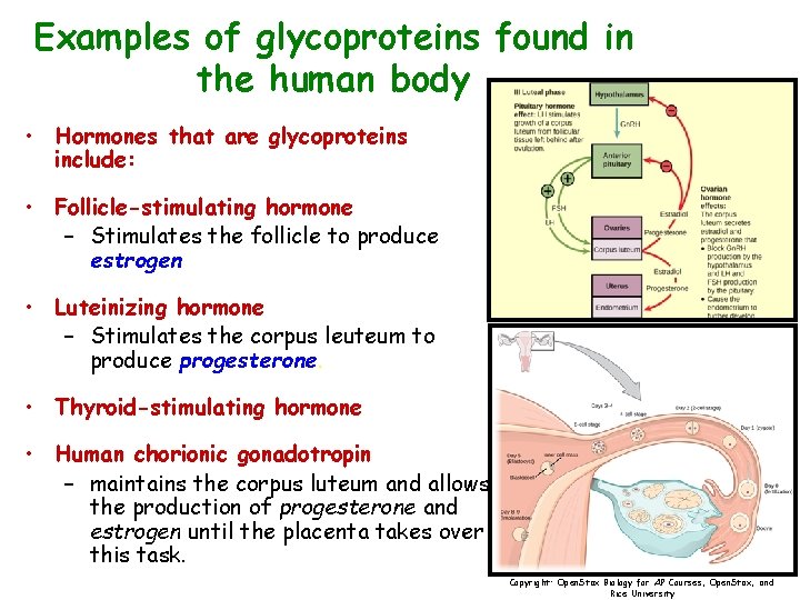 Examples of glycoproteins found in the human body • Hormones that are glycoproteins include: