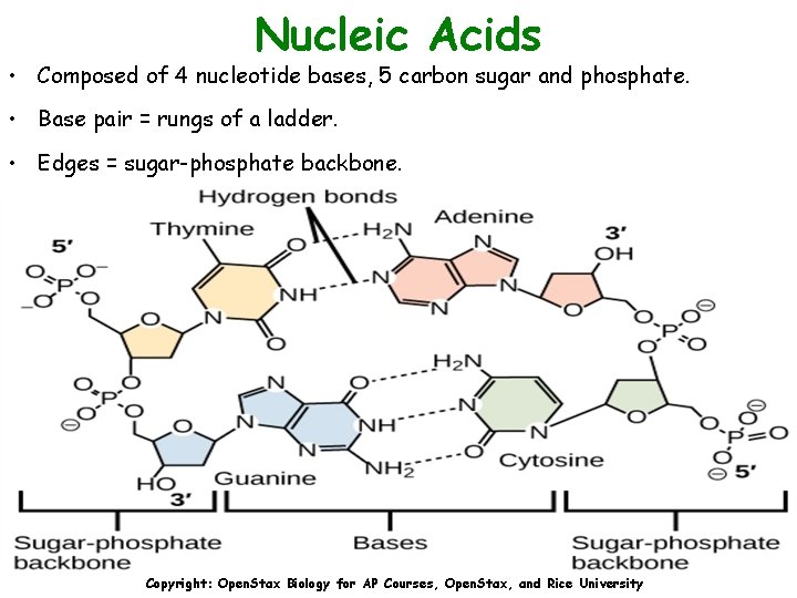 Nucleic Acids • Composed of 4 nucleotide bases, 5 carbon sugar and phosphate. •
