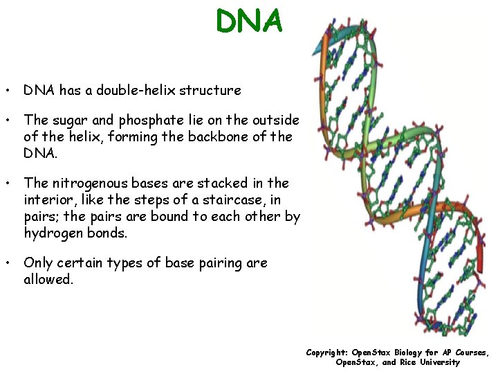 DNA • DNA has a double-helix structure • The sugar and phosphate lie on