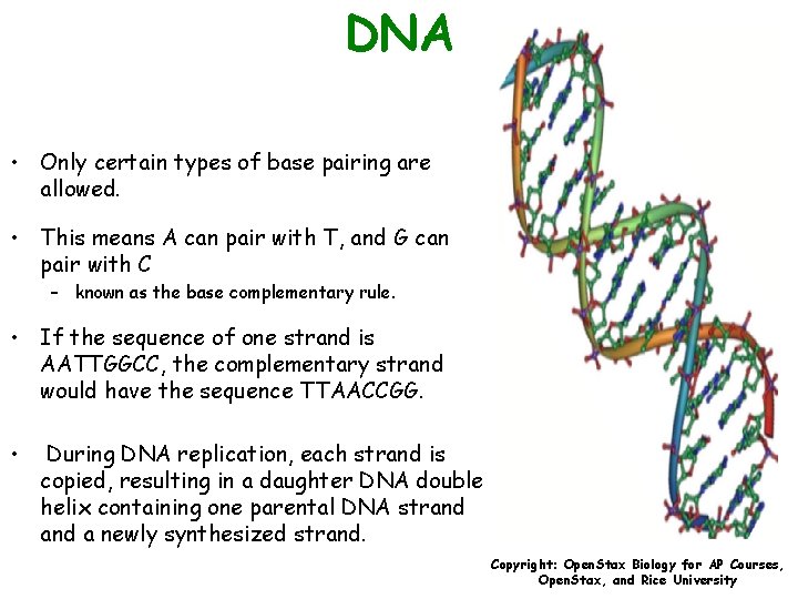 DNA • Only certain types of base pairing are allowed. • This means A