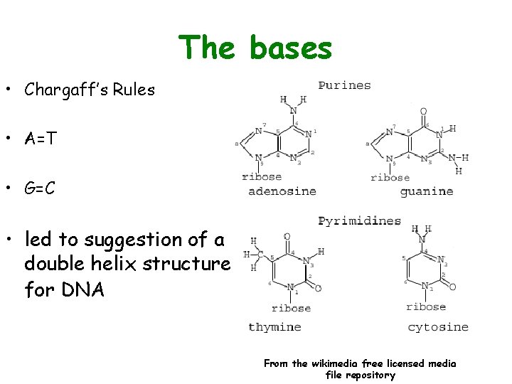 The bases • Chargaff’s Rules • A=T • G=C • led to suggestion of