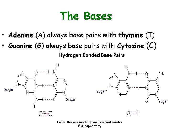 The Bases • Adenine (A) always base pairs with thymine (T) • Guanine (G)