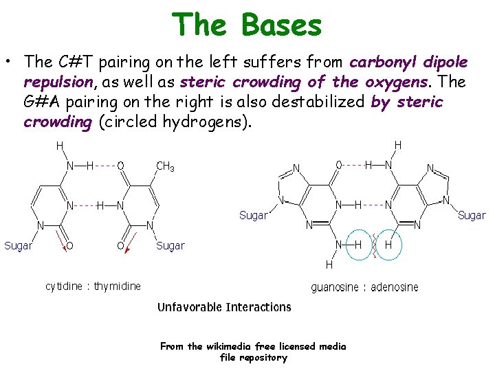 The Bases • The C#T pairing on the left suffers from carbonyl dipole repulsion,