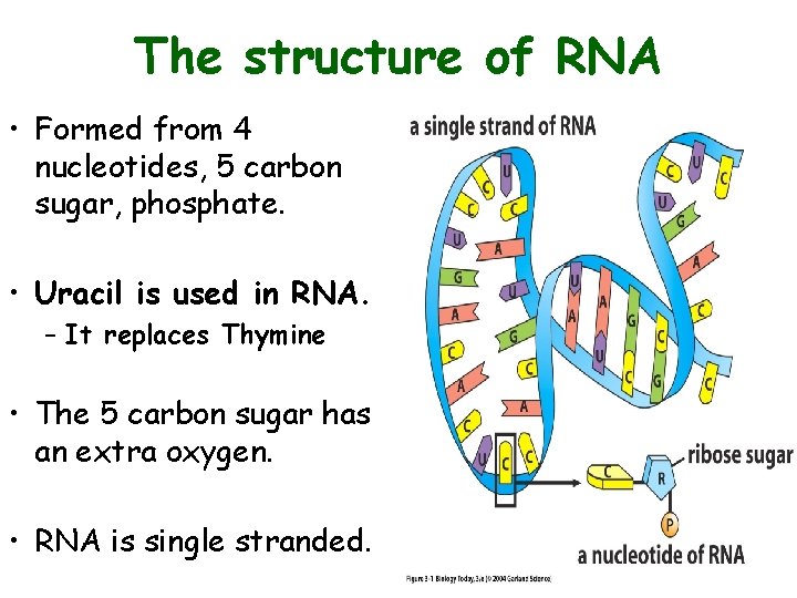 The structure of RNA • Formed from 4 nucleotides, 5 carbon sugar, phosphate. •