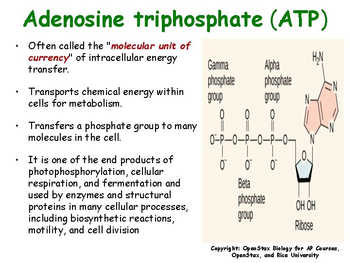 Adenosine triphosphate (ATP) • Often called the "molecular unit of currency" of intracellular energy