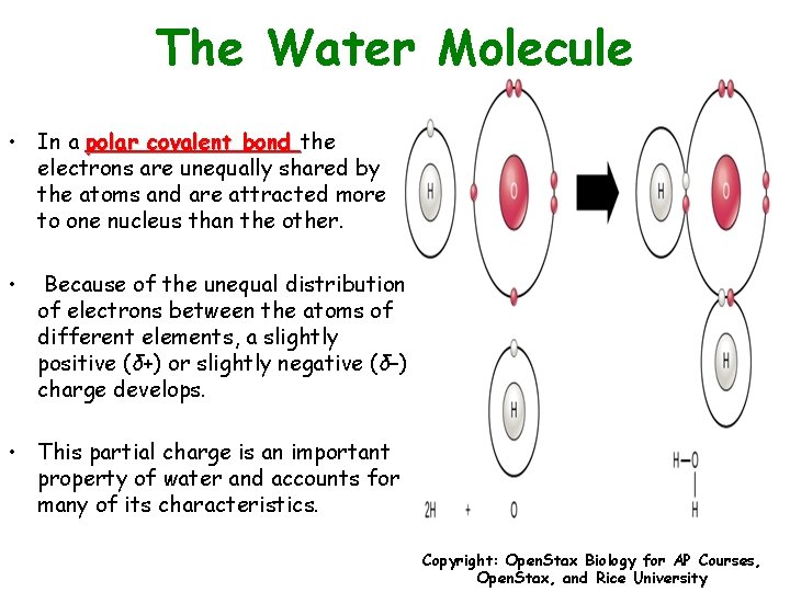 The Water Molecule • In a polar covalent bond the electrons are unequally shared