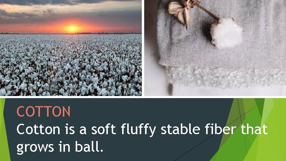 COTTON Cotton is a soft fluffy stable fiber that grows in ball. 