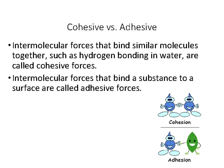 Cohesive vs. Adhesive • Intermolecular forces that bind similar molecules together, such as hydrogen