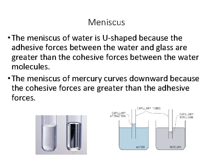 Meniscus • The meniscus of water is U-shaped because the adhesive forces between the